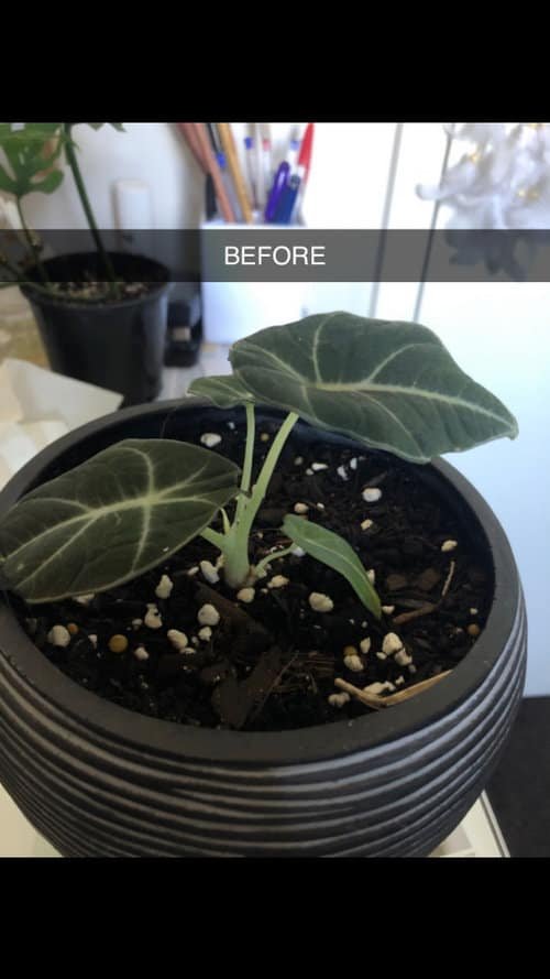 4C4145C7F0A645098Dd082574Ea86Ad4 4C4145C7F0A645098Dd082574Ea86Ad4