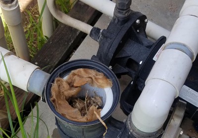 How Often To Clean Pool Pump Basket?