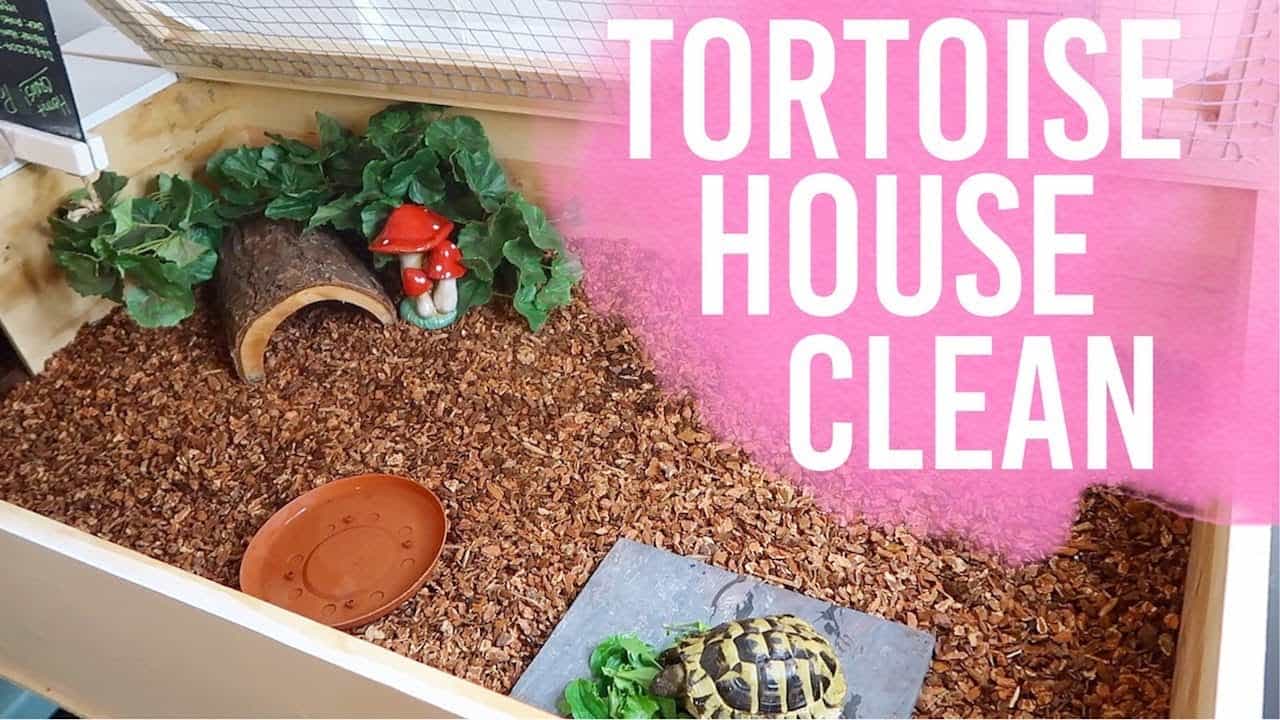 how-often-to-clean-tortoise-enclosure-cleanestor