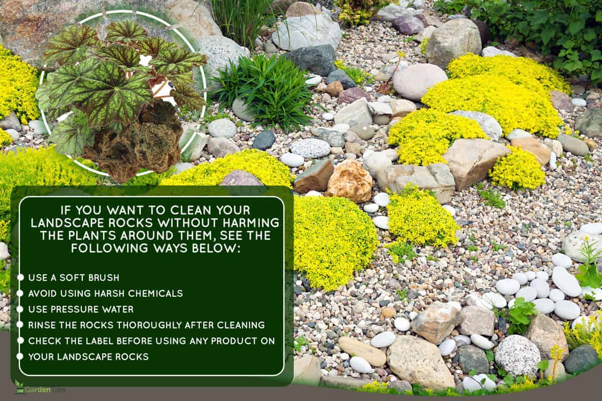 how-to-clean-landscape-rocks-without-killing-plants-cleanestor