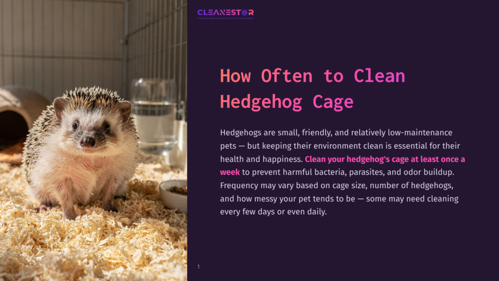 A Cute Hedgehog With Spiky Fur Sits On A Bed Of Wood Shavings Inside A Clean Cage. The Text On The Right Reads &Quot;Cleanestor&Quot; And &Quot;How Often To Clean Hedgehog Cage&Quot;.