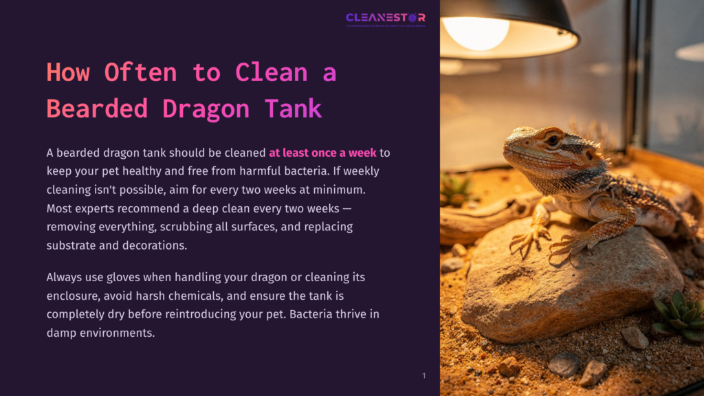 A Bearded Dragon Rests On A Rock Under A Heat Lamp In Its Enclosure, With Text Overlay About How Often To Clean A Bearded Dragon Tank.