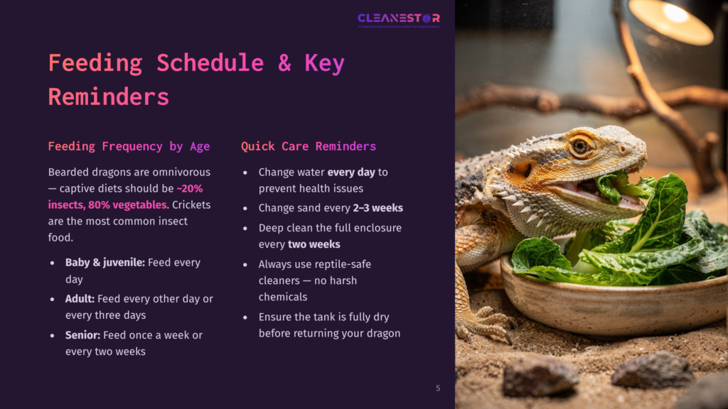 A Bearded Dragon With Green And Brown Scales Eats Leafy Greens From A Beige Bowl. Text On The Left Side Of The Image Provides A Feeding Schedule And Care Reminders For Bearded Dragons.