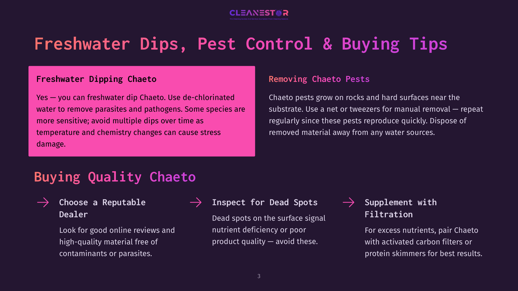 Infographic Detailing Freshwater Chaeto Care: Freshwater Dipping For Pest Control, Removing Chaeto Pests With Nets Or Tweezers, And Buying Quality Chaeto By Checking For Dead Spots And Supplementing Filtration.