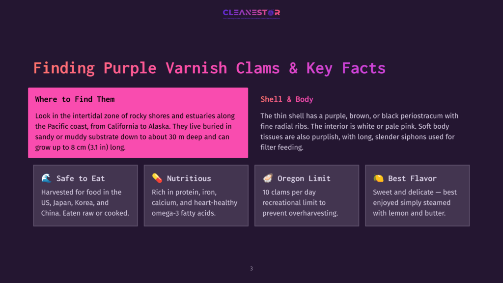 Purple Varnish Clams: Facts About Finding, Identifying, And Enjoying These Bivalves. Learn About Their Habitat, Appearance, And Culinary Uses.