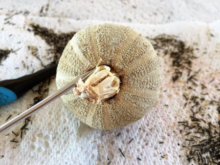 How To Clean Sea Urchin Shells
