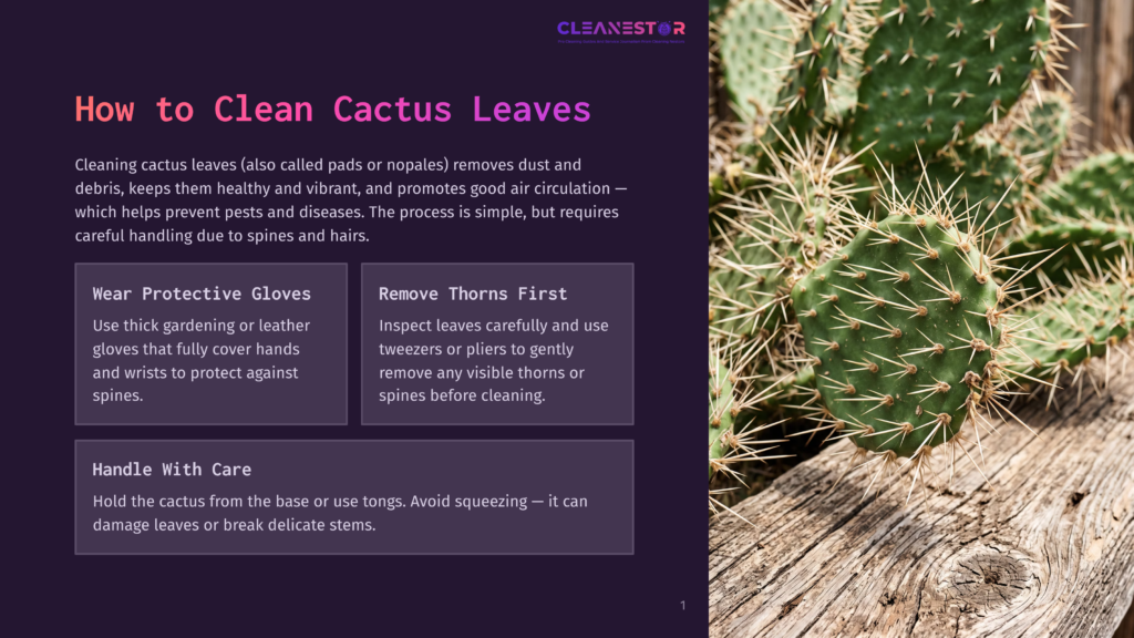 Close-Up Of Prickly Pear Cactus Pads With Sharp Spines, Set Against Weathered Wooden Planks. Text Overlay Provides Instructions On How To Clean Cactus Leaves.