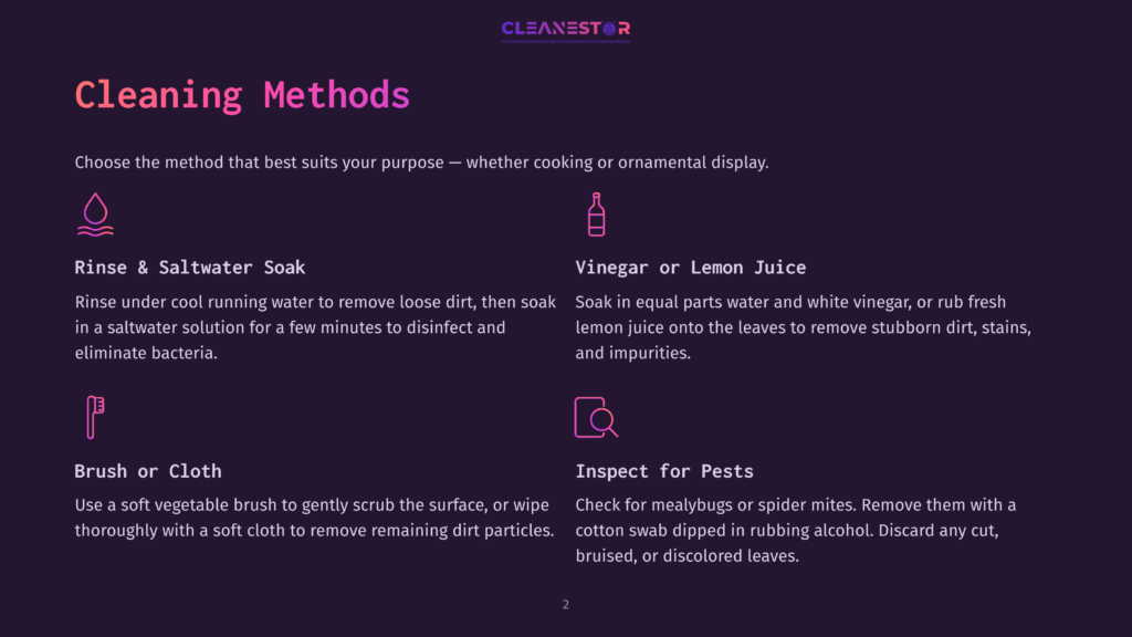 Infographic Detailing Cleaning Methods: Rinse &Amp; Saltwater Soak, Vinegar Or Lemon Juice, Brush Or Cloth, And Inspect For Pests. The Graphic Uses Purple And Pink Hues.