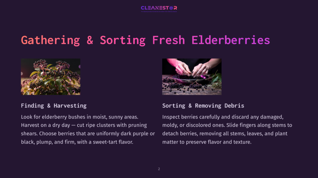 A Hand Carefully Inspecting Fresh Elderberries, With Another Hand Sliding Fingers Along A Stem To Detach Berries. The Berries Are Dark Purple And Appear Fresh And Healthy. A Background Text Reads &Quot;Gathering &Amp; Sorting Fresh Elderberries&Quot;.