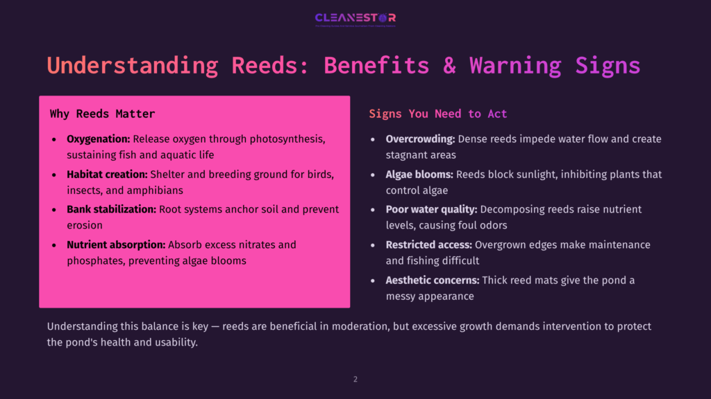 An Infographic Titled &Quot;Understanding Reeds: Benefits &Amp; Warning Signs&Quot; Highlights The Importance Of Reeds In Aquatic Ecosystems, Detailing Both Their Benefits And Warning Signs Of Overgrowth.