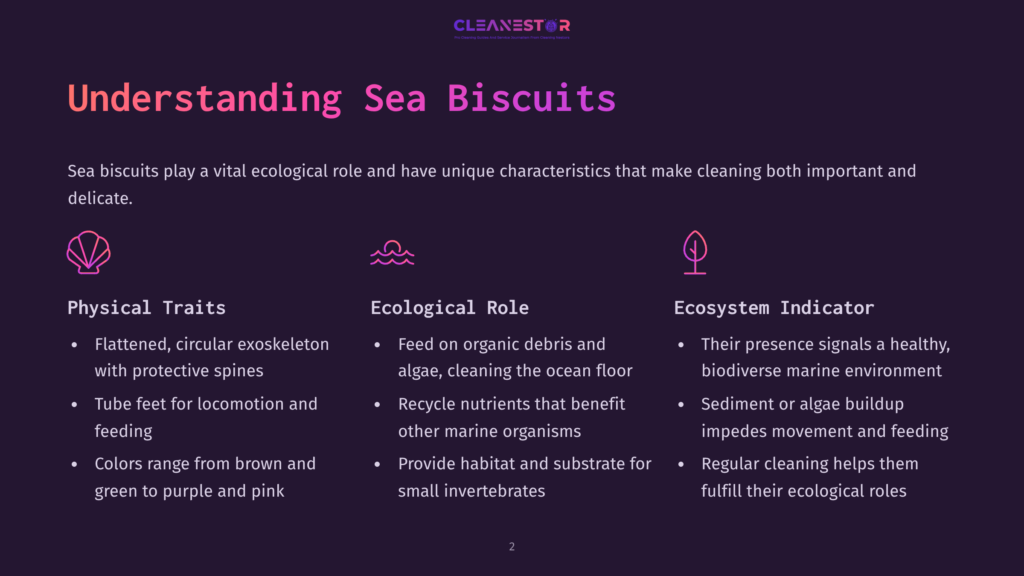 Infographic Detailing The Ecological Importance Of Sea Biscuits, With Icons Representing Physical Traits, Ecological Role, And Ecosystem Indicator. Text Highlights Their Flattened Shape, Role In Nutrient Cycling, And Function As Indicators Of Marine Health.