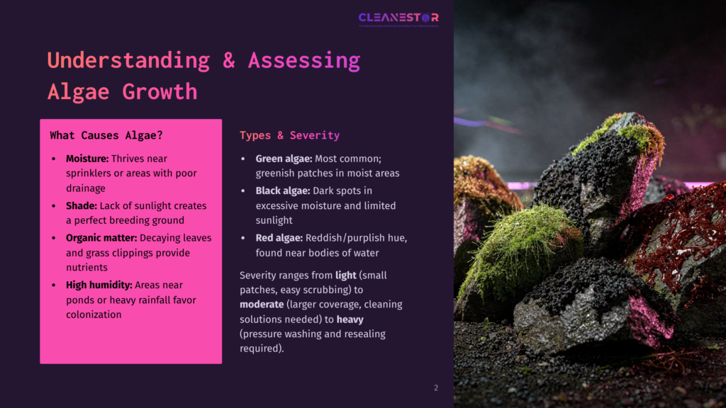 Close-Up Of Moss And Dark, Wet Rocks With Vibrant Green Algae Growth, Suggesting A Moist Environment Ideal For Algae.