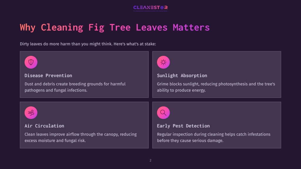 2 Why Cleaning Fig Tree Leaves Matters Infographic Detailing Why Cleaning Fig Tree Leaves Matters: Disease Prevention, Sunlight Absorption, Air Circulation, And Early Pest Detection Are Key Benefits.