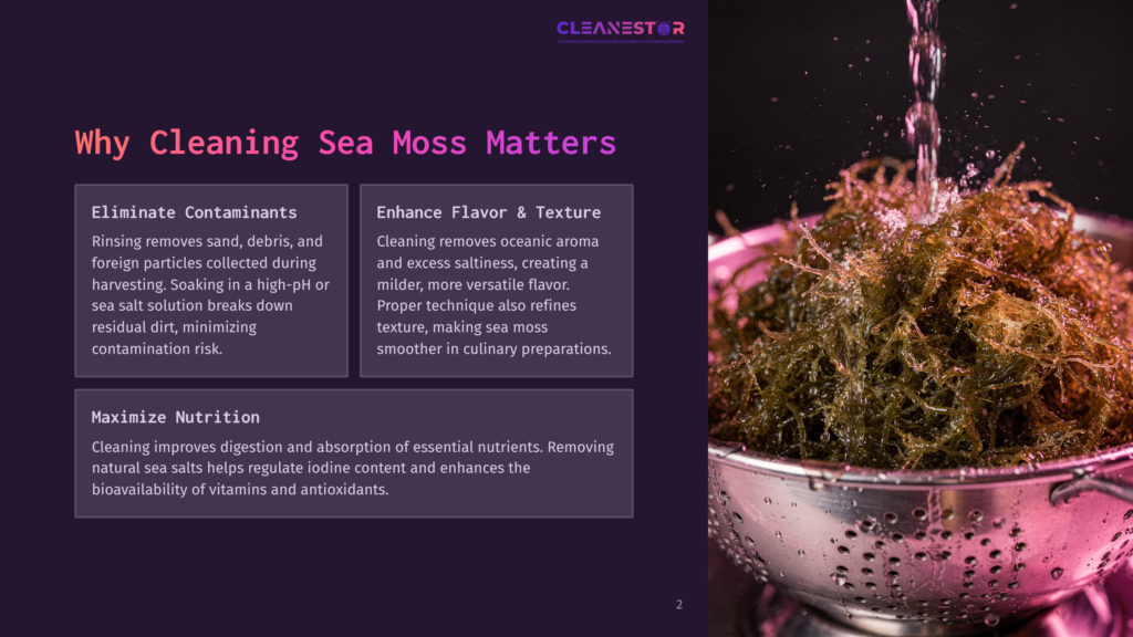 Close-Up Of Fresh Sea Moss Being Rinsed Under A Stream Of Water In A Stainless Steel Colander, With The Text &Quot;Cleanestor&Quot; Visible In The Background.