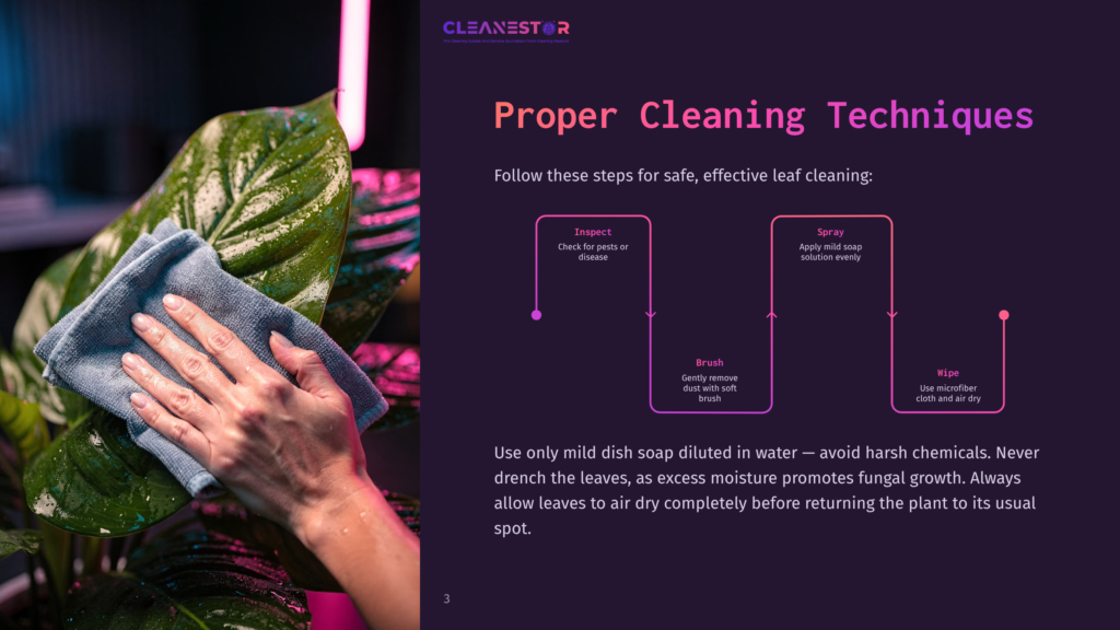 3 Proper Cleaning Techniques 3 Close-Up Of A Hand Gently Wiping A Large, Glossy Green Leaf With A Blue Microfiber Cloth, Illustrating Proper Plant Cleaning Techniques As Described In The &Quot;Cleanestor&Quot; Infographic.