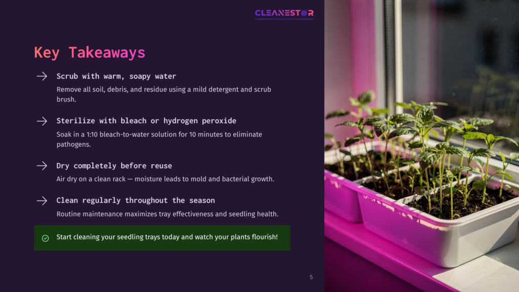 Close-Up Of Young Green Seedlings In White Plastic Trays Under Bright Pink Grow Lights, With A Dark Background. Text Overlay With &Quot;Cleanestor&Quot; Logo And Key Takeaways For Cleaning Seedling Trays.