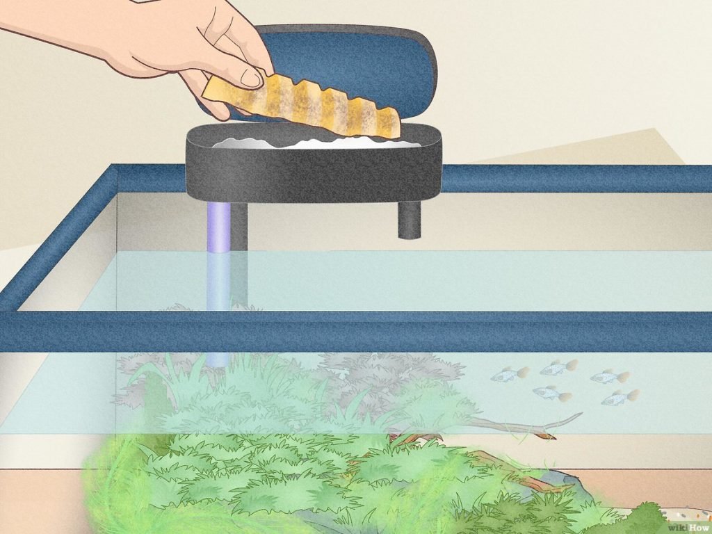 How To Clean Aquarium Filter Without Killing Bacteria
