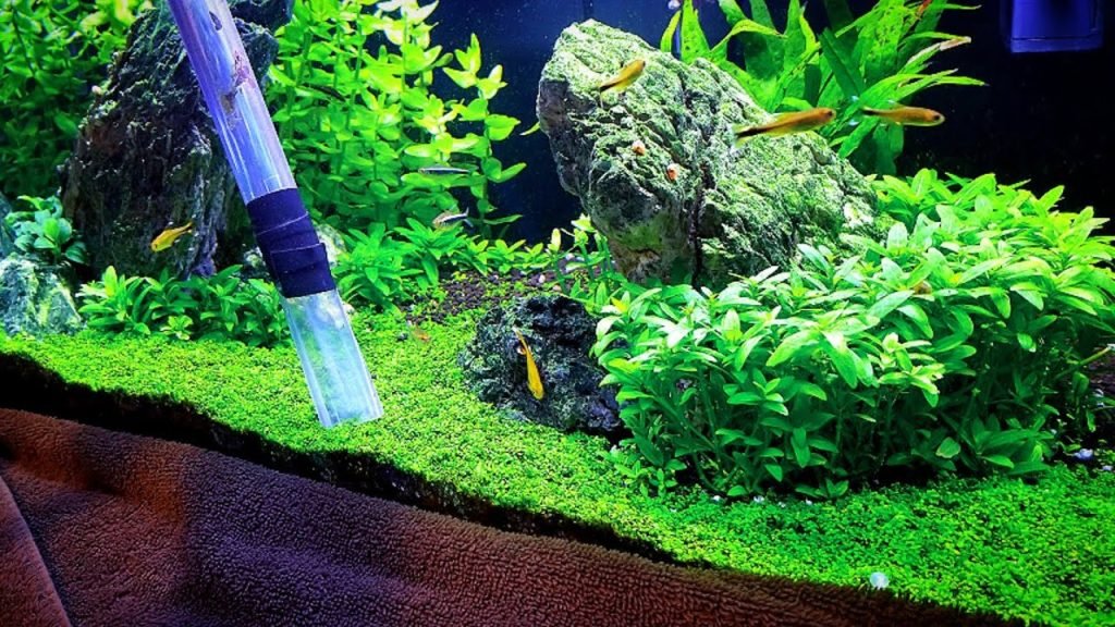 How To Clean Aquarium Gravel With Live Plants How To Clean Aquarium Gravel With Live Plants
