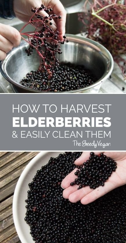 How To Clean Elderberries How To Clean Elderberries