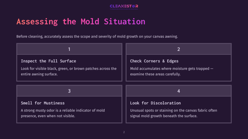 Infographic Titled &Quot;Assessing The Mold Situation&Quot; With Four Numbered Sections: 1. Inspect The Full Surface, 2. Check Corners &Amp; Edges, 3. Smell For Mustiness, And 4. Look For Discoloration. The Cleanestor Logo Is At The Top.