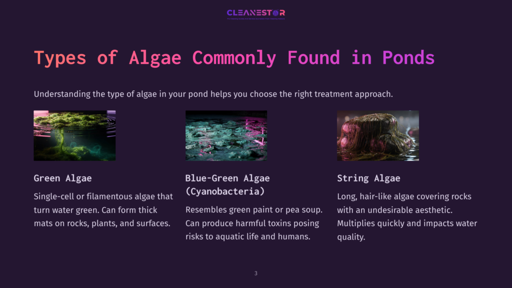 Illustration Displaying Three Types Of Pond Algae: Green Algae, Blue-Green Algae, And String Algae, With Descriptions Of Each Type.