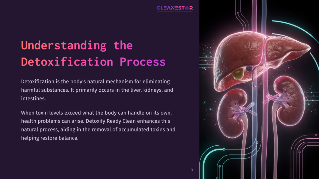 3 Understanding The Detoxification Process Illustration Of The Human Liver And Kidneys, Part Of A Graphic About The Detoxification Process. Text Reads &Quot;Cleanestor&Quot;.