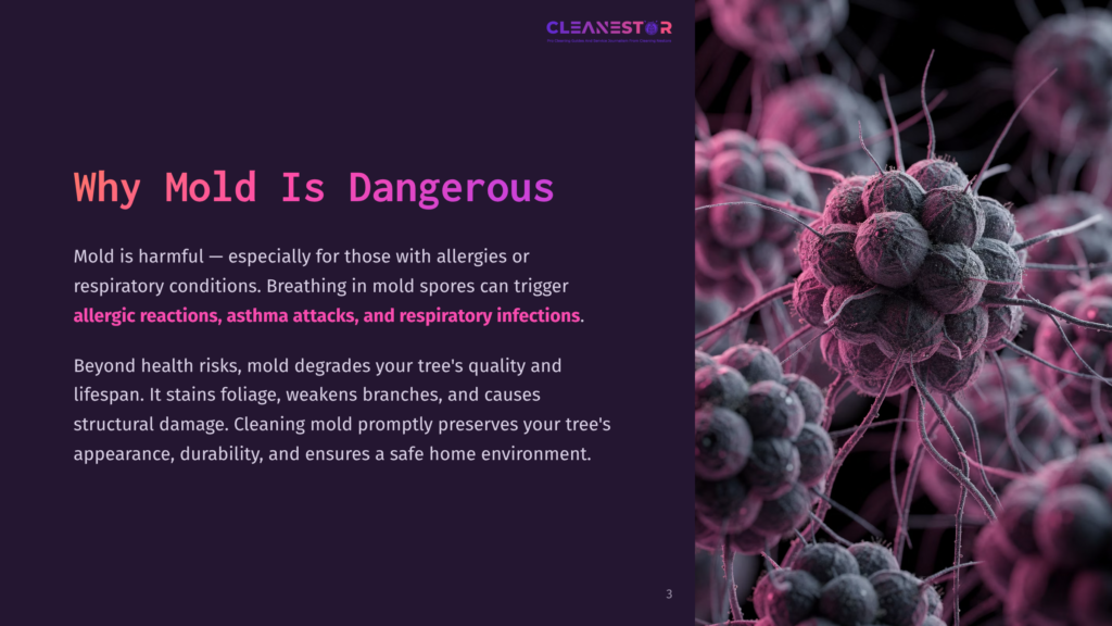 Close-Up Of Dark, Fuzzy Mold Spores, Resembling A Cluster Of Tiny, Dark Berries, On A Blurred Background. Text Overlay: &Quot;Why Mold Is Dangerous&Quot; And &Quot;Cleanestar&Quot;.