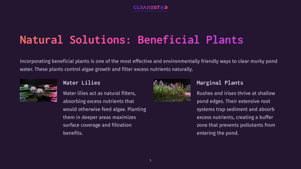 Two Images Showcase Beneficial Pond Plants: Water Lilies With White Flowers On A Pond And Marginal Plants With Tall Green Foliage And Purple Flowers.