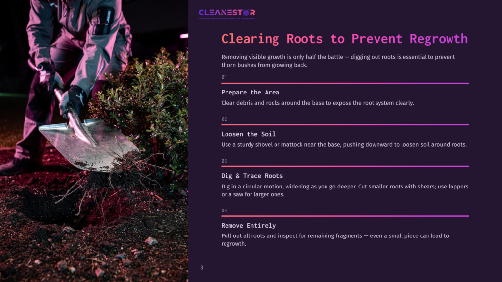 8 Clearing Roots To Prevent Regrowth Person In Work Clothes Uses A Shovel To Dig Out The Roots Of A Bush, Showing The Process Of Clearing Roots To Prevent Regrowth.