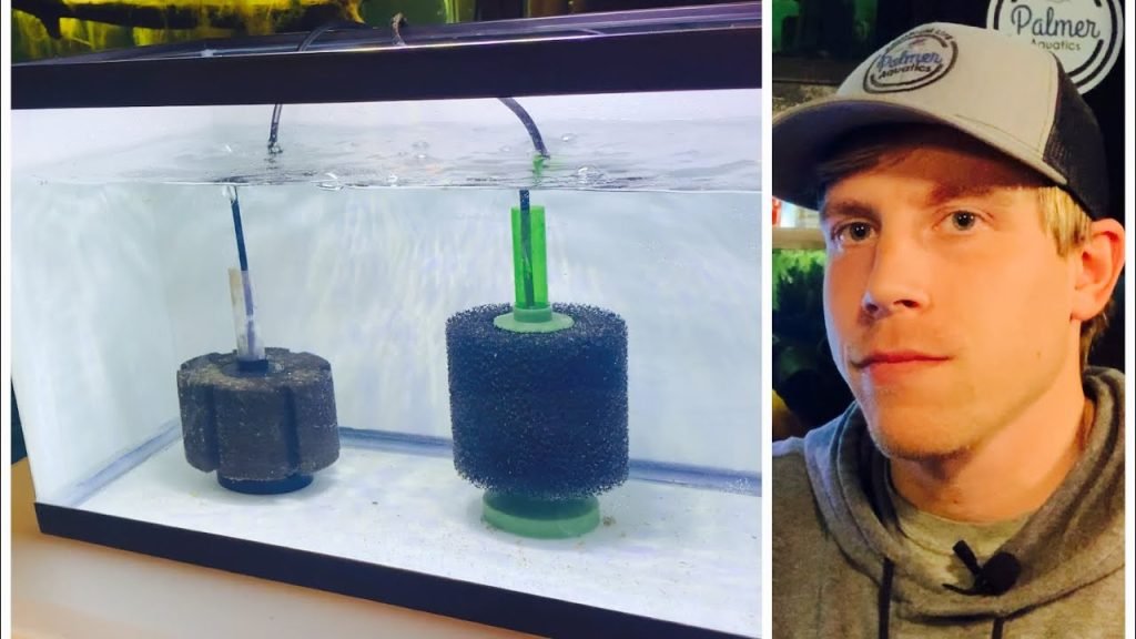 How Often To Clean A Sponge Filter In The Aquarium
