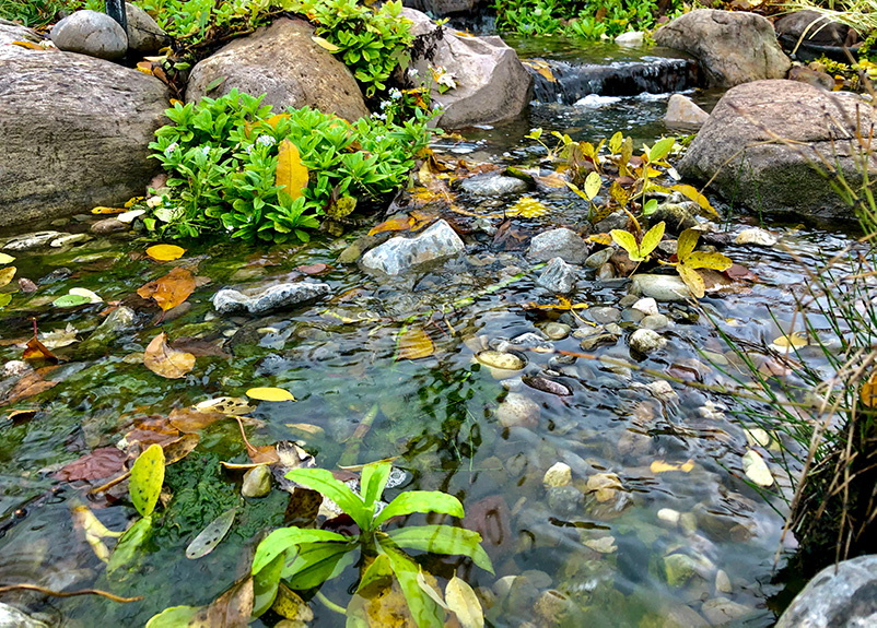 how-to-clean-algae-off-waterfall-rocks-cleanestor