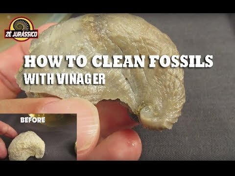 How To Clean Fossils