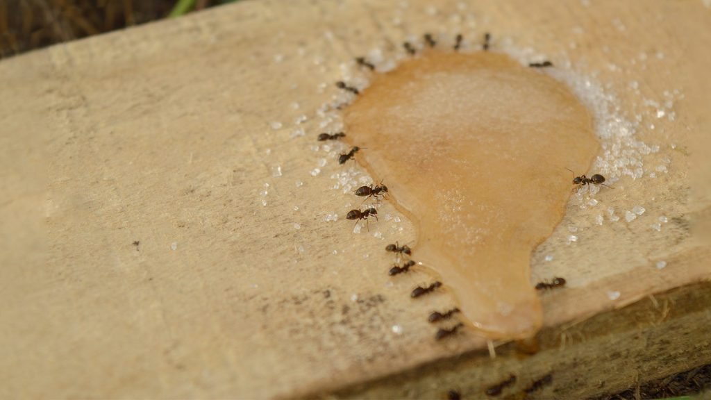 How To Clean Up Borax