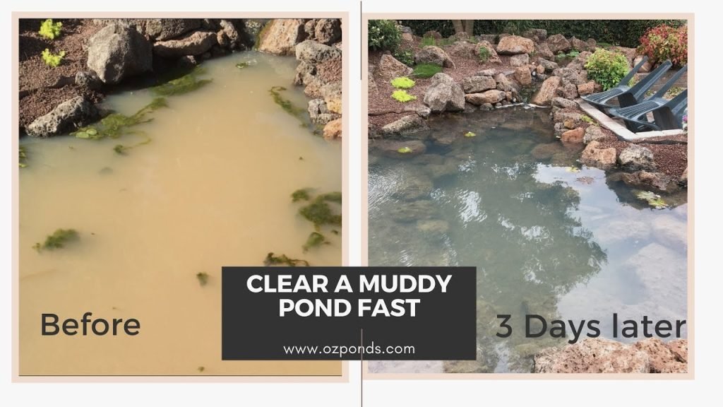 How To Clear Murky Pond Water