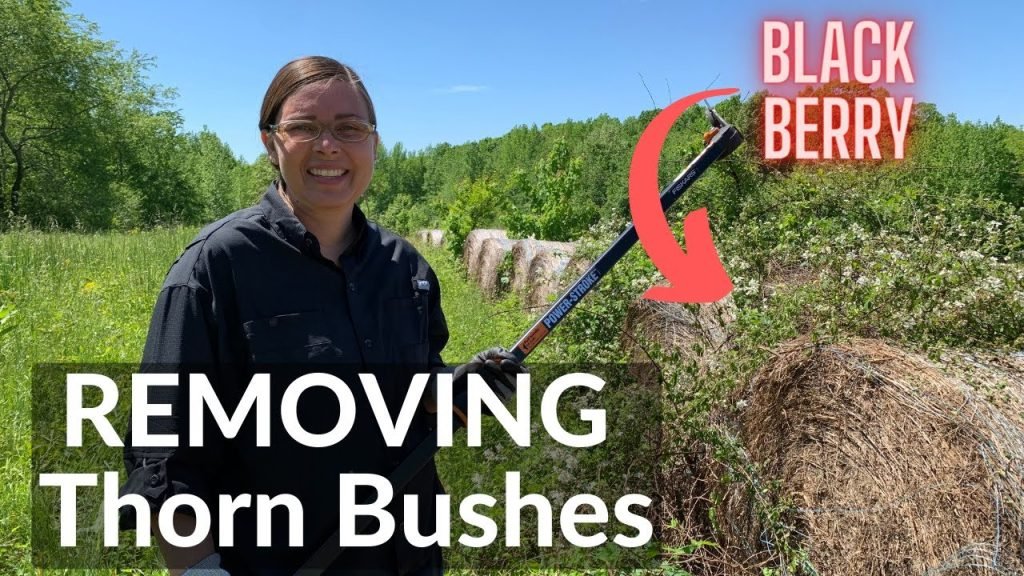 How To Clear Thorn Bushes How To Clear Thorn Bushes