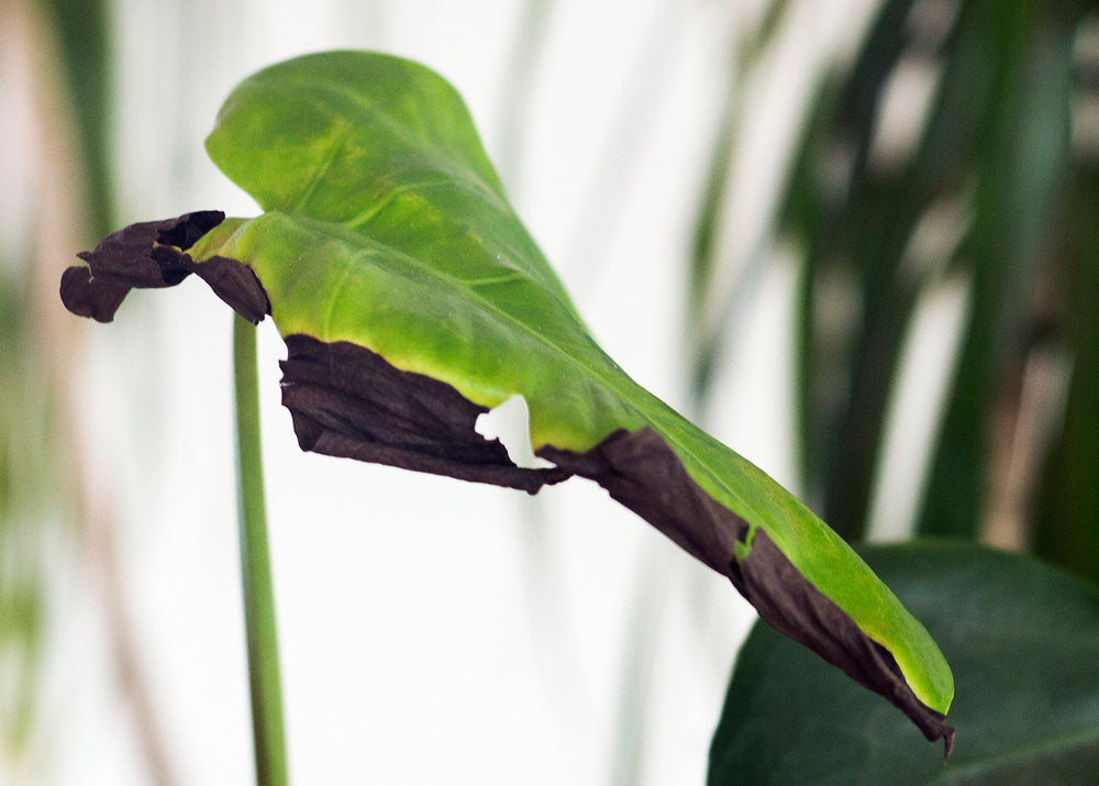 Why Is My Plant Leaf Turning Black