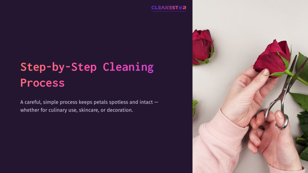 4 Step By Step Cleaning Process 7 A Hand Trims Red Rose Petals Against A Dark Background, Illustrating A Step-By-Step Cleaning Process For Culinary, Skincare, Or Decorative Use.