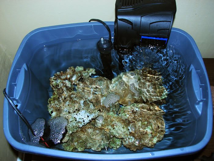 How To Clean Live Rock Without Killing It How To Clean Live Rock Without Killing It