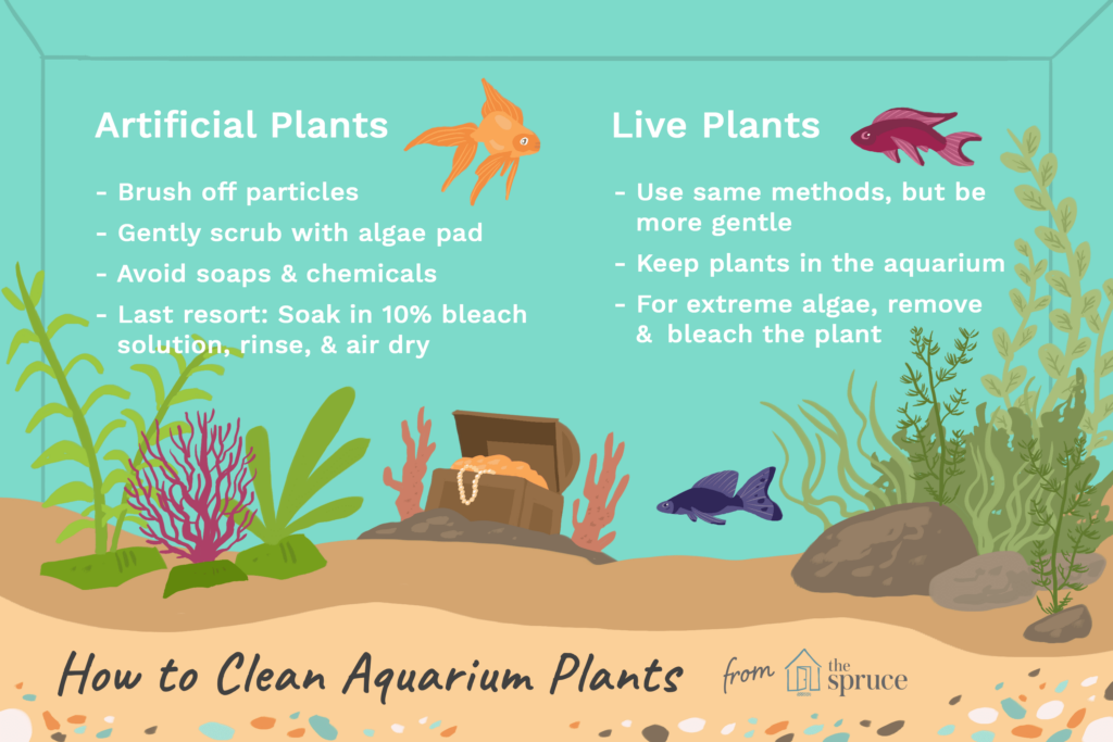 how-to-clean-silk-aquarium-plants-cleanestor