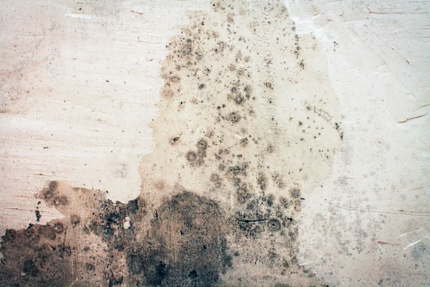 Can Canvas Be Wet Cleaning Canvas Of Mold And Mildew Can Canvas Be Wet Cleaning Canvas Of Mold And Mildew