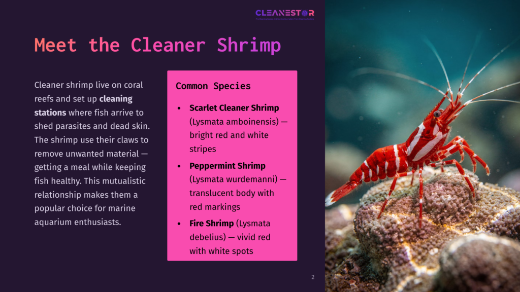 A Bright Red Scarlet Cleaner Shrimp, Lysmata Amboinensis, With White Stripes And Markings, Rests On A Coral Reef In Clear Blue Water.