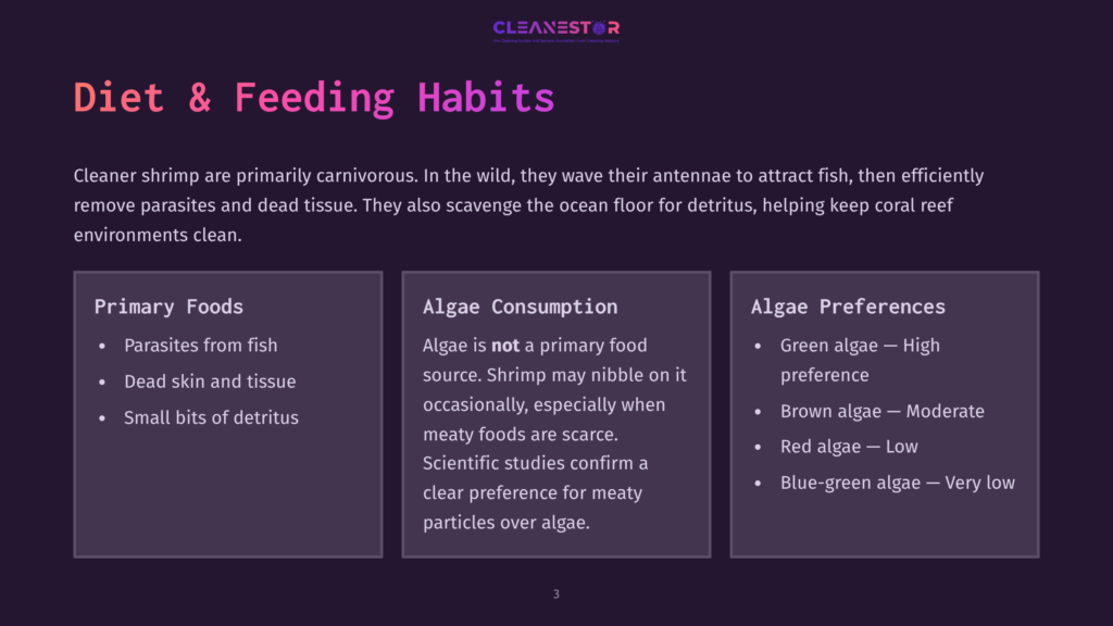 Slide Titled &Quot;Diet &Amp; Feeding Habits&Quot; For Cleanestor, Detailing Cleaner Shrimp'S Carnivorous Diet, Primary Foods Like Parasites And Dead Skin, Algae Consumption, And Algae Preferences.