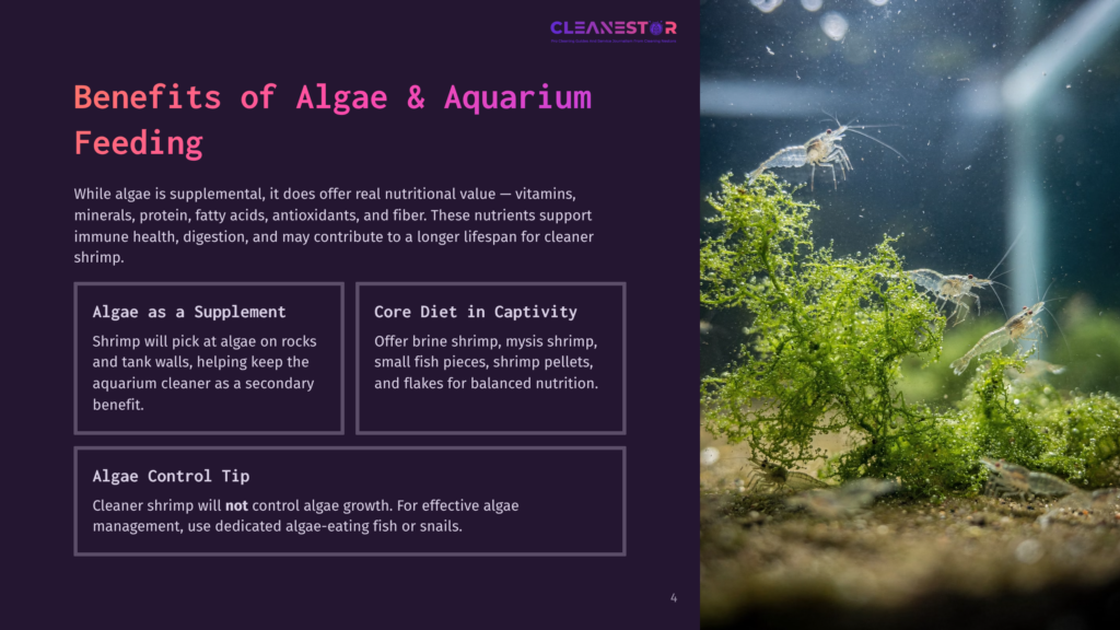Three Translucent Shrimp Graze On Bright Green Algae In A Freshwater Aquarium. The Text &Quot;Cleanestor&Quot; Is Visible At The Top.
