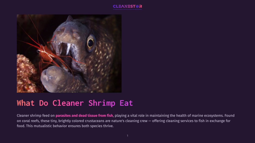 A Moray Eel With Sharp Teeth Opens Its Mouth To A Tiny, Bright Red Cleaner Shrimp, Its Antennae Extended, On A Coral Reef.