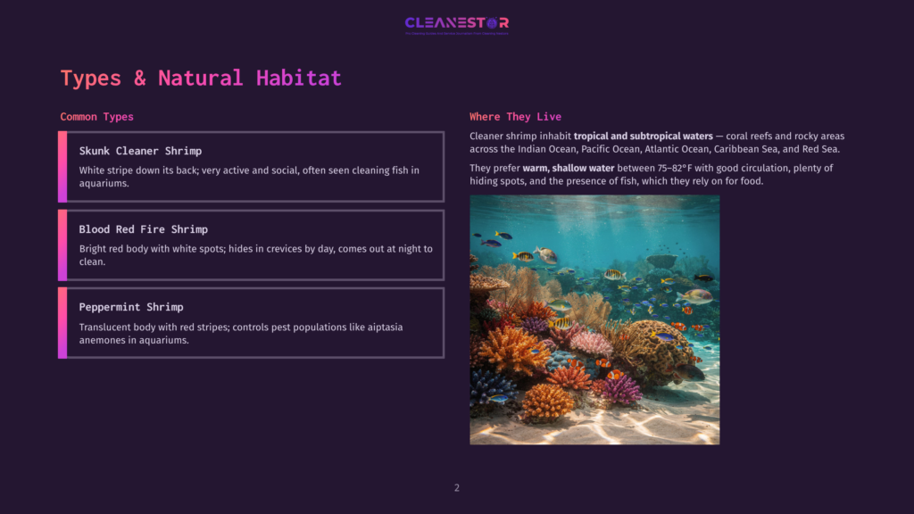 Vibrant Coral Reef Teeming With Colorful Fish, Including Cleaner Shrimp, In Shallow, Warm Tropical Waters.