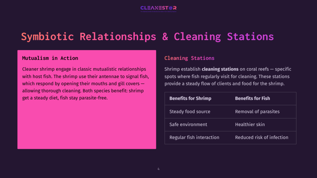 Slide Titled &Quot;Symbiotic Relationships &Amp; Cleaning Stations&Quot; With Text Describing Cleaner Shrimp Engaging In Mutualistic Relationships With Host Fish, And A Table Detailing Benefits For Shrimp And Fish At Cleaning Stations.