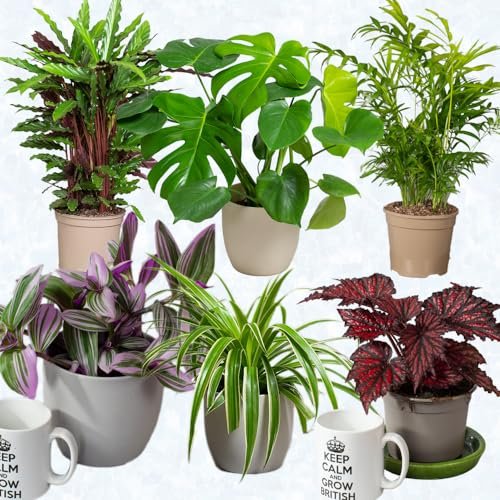 Best Indoor Plants For Air Cleaning