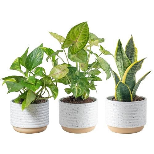 Best Air Cleaning Plants Indoor Best Air Cleaning Plants Indoor